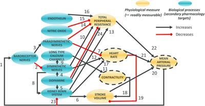 Modelling hemodynamics regulation in rats and dogs to facilitate drugs safety risk assessment